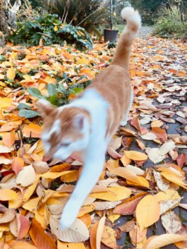 cat strolling 